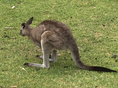 Känguru