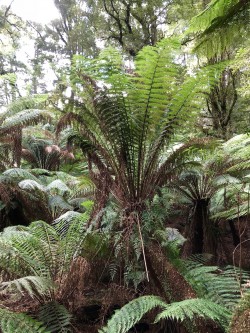 Cape Otway